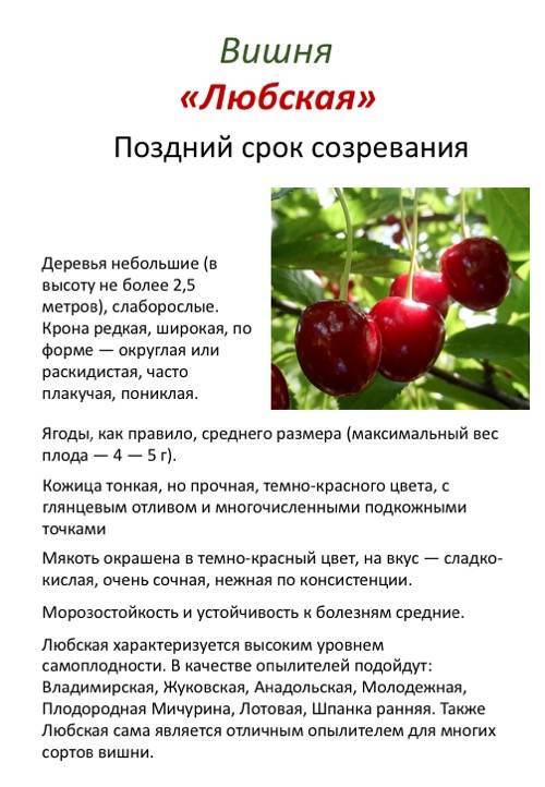 Жуковская вишня — описание и характеристика сорта плодового дерева