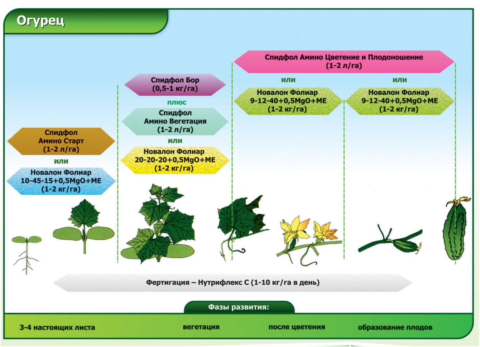 Схема подкормки огурцов