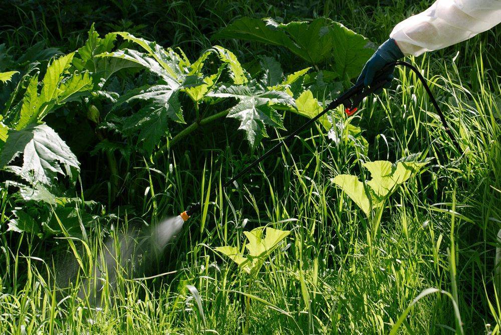 Применение гербицидов для уничтожения сорняков на дачном участке