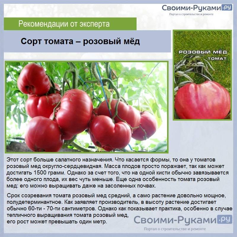 Описание сорта томата цетус розовый, его характеристика и урожайность – дачные дела
