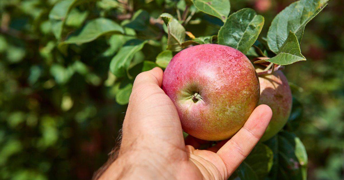 Почему не цветет и не плодоносит яблоня?