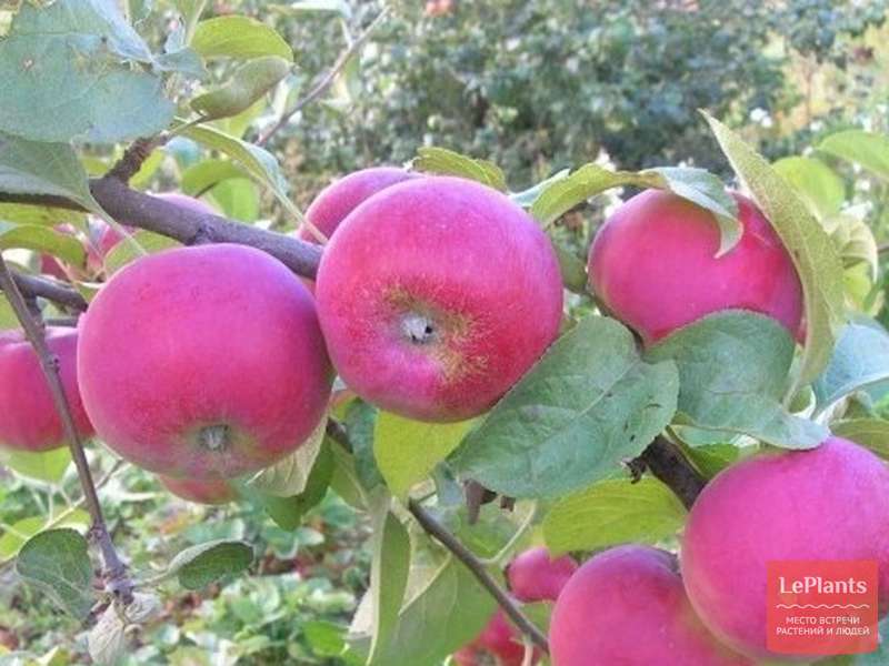 Яблоня — серебряное копытце: описание сорта, посадка и уход фото и отзывы