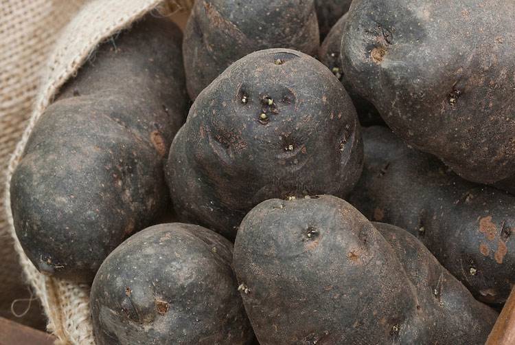 ᐉ фиолетовые сорта картофеля: названия, выращивание, готовка - roza-zanoza.ru