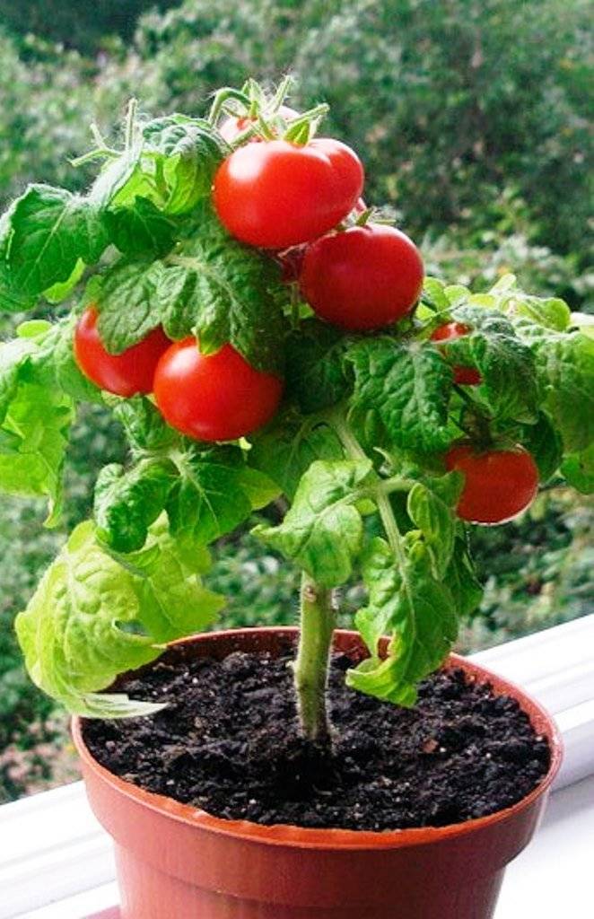 Помидоры на подоконнике круглый год, лучшие сорта томатов для выращивания на подоконнике видео