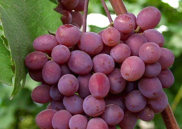 Виноград виктория: характеристика и описание сорта, выращивание и уход