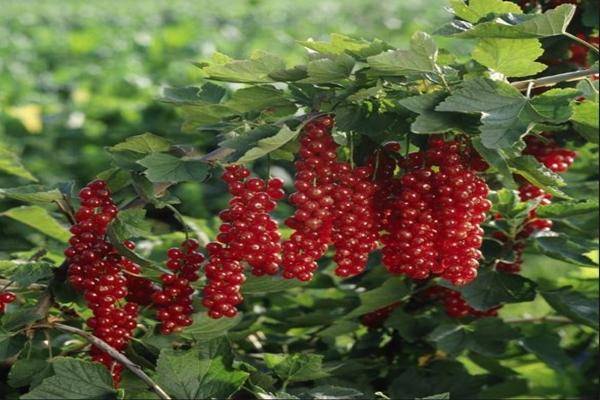 Смородина ровада: описание сорта красной смородины, выращивание - посадка и уход