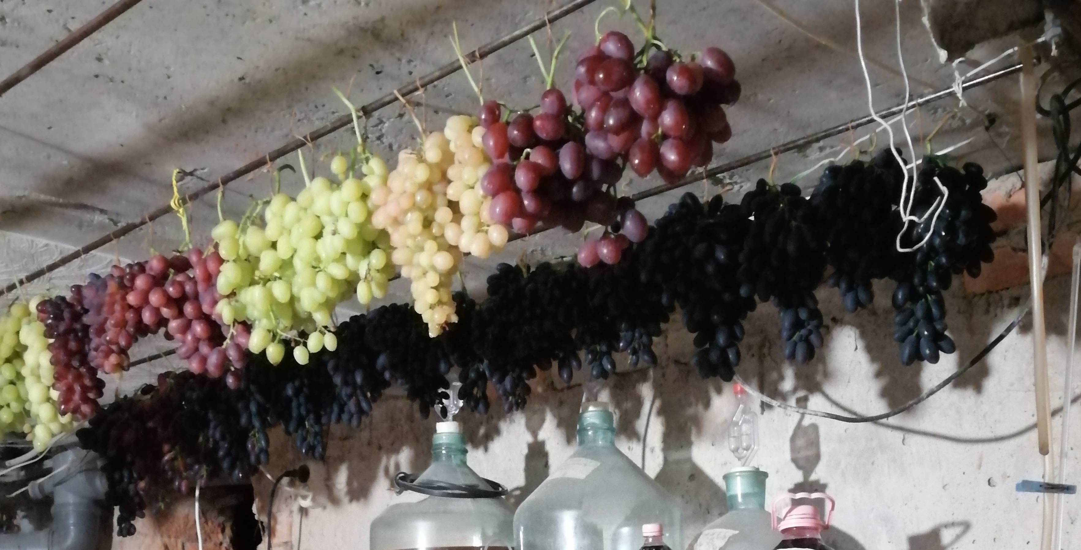 Сроки и способы, как сохранить виноград на зиму в домашних условиях