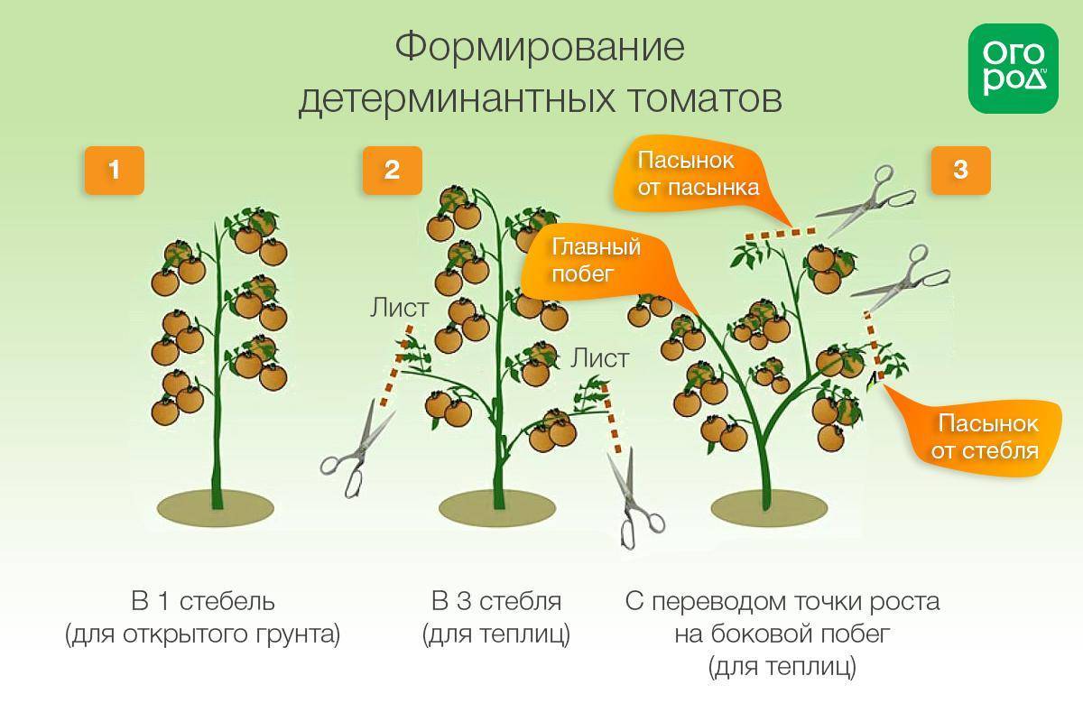 Правила выращивания арбузов в открытом грунте, как формировать и ухаживать