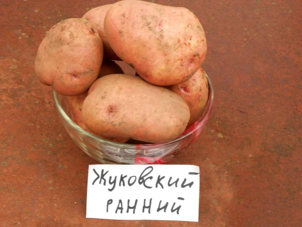 ᐉ сорт картофеля «жуковский ранний» – описание и фото - roza-zanoza.ru