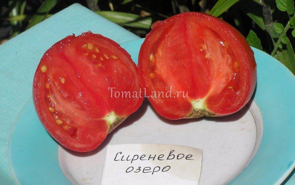 Лучшие сорта томатов для открытого грунта 2022 года | огородникам инфо