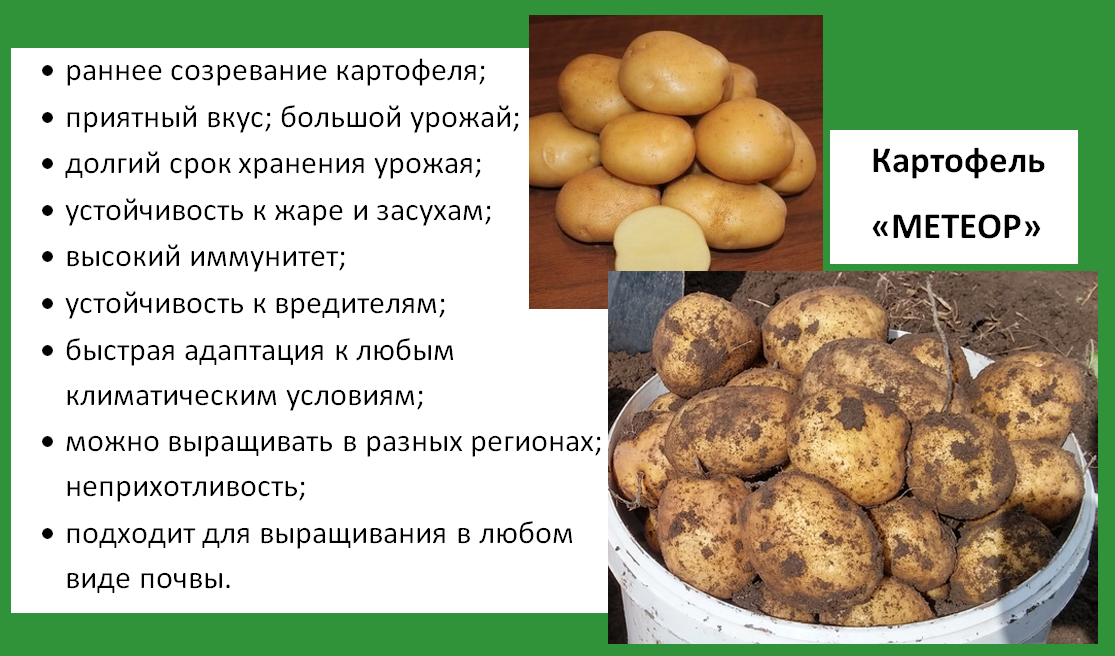 Описание и характеристика сорта картофеля Метеор, правила посадки и ухода