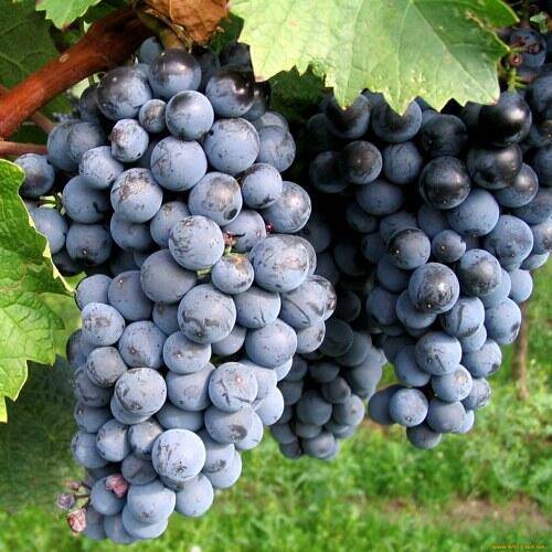 Описание и характеристики сорта винограда вэлиант, правила выращивания и хранения