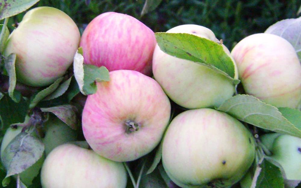 Яблоня грушовка: особенности сорта и ухода