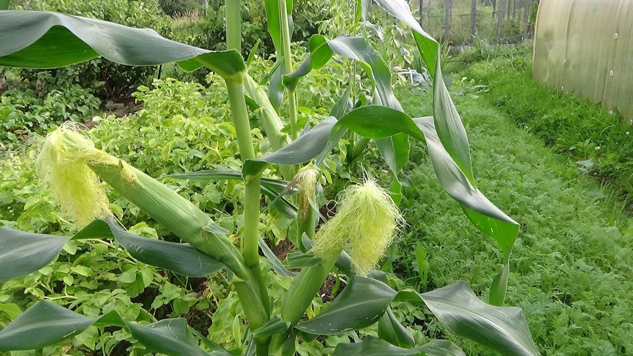 Как посадить кукурузу в огороде в открытый. Кукуруза в огороде. Кукуруза растет на грядке. Кукуруза растение. Кукуруза на дачном участке.