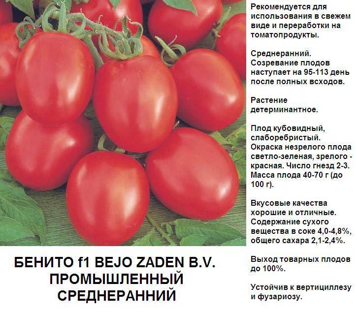 Описание сорта томата гамаюн, особенности выращивание и ухода – дачные дела