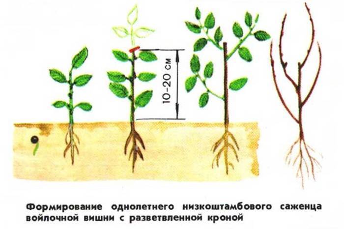 Выращивание черешни: главные правила агротехники