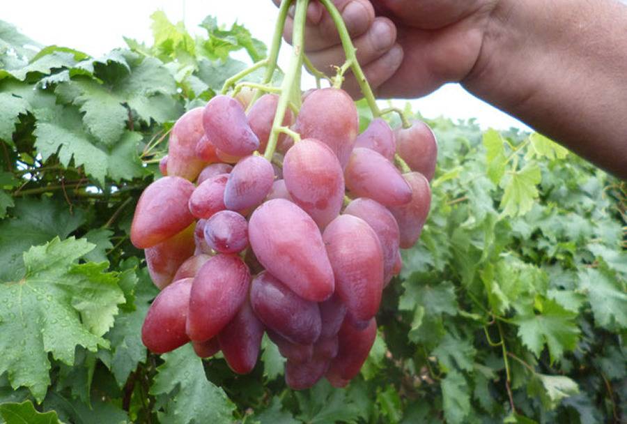 Виноград «дубовский розовый»: описание и фото сорта, отзывы о нем. особенности выращивания в регионах и характеристики: вкус, цвет, устойчивость к болезням