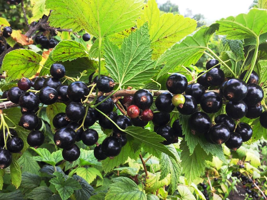 Посадите в саду экзотику: популярный сорт чёрной смородины
