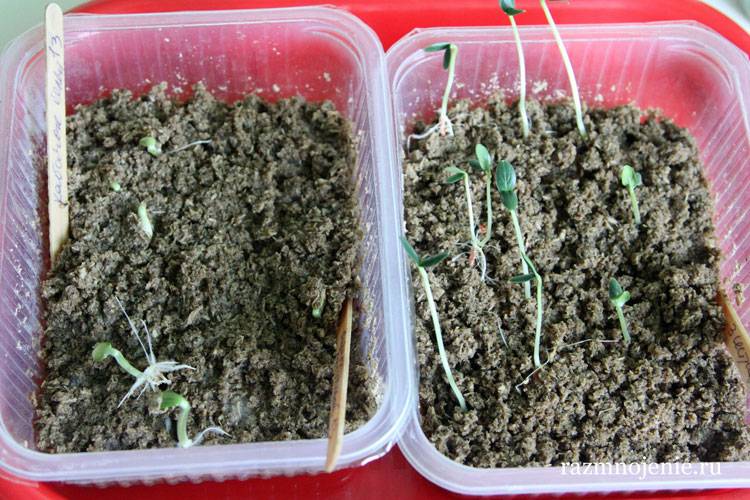 Как проращивать рассаду огурцов в опилках: правила и особенности