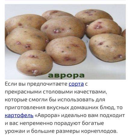 ᐉ сорт картофеля «луговской» – описание и фото - roza-zanoza.ru