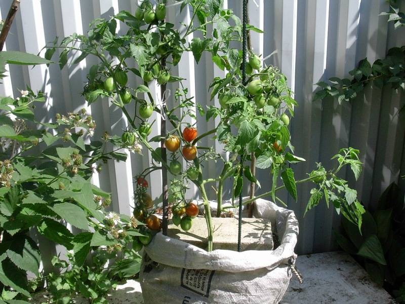 Как и для чего опытные огородники выращивают помидоры в ведре