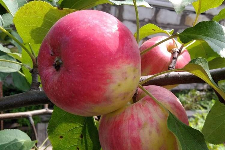 В яблочный спас плодами одарит яблоня грушовка московская