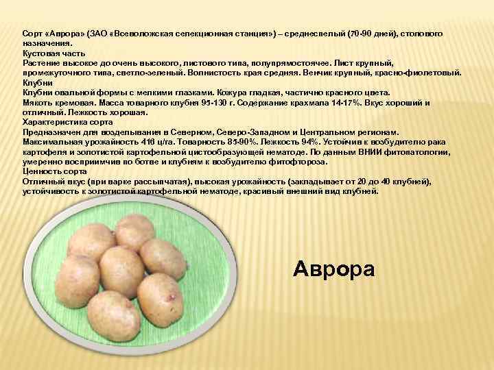 Сорт картофеля луговской описание фото