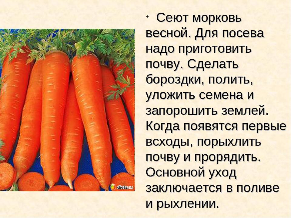 Посадка моркови под зиму: сроки и какой сорт лучше, правила ухода и хранения