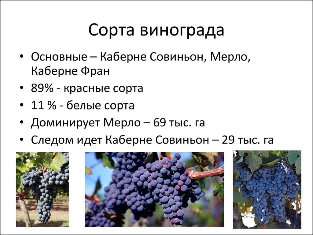 Каберне совиньон (cabernet sauvignon) — что это за сорт винограда