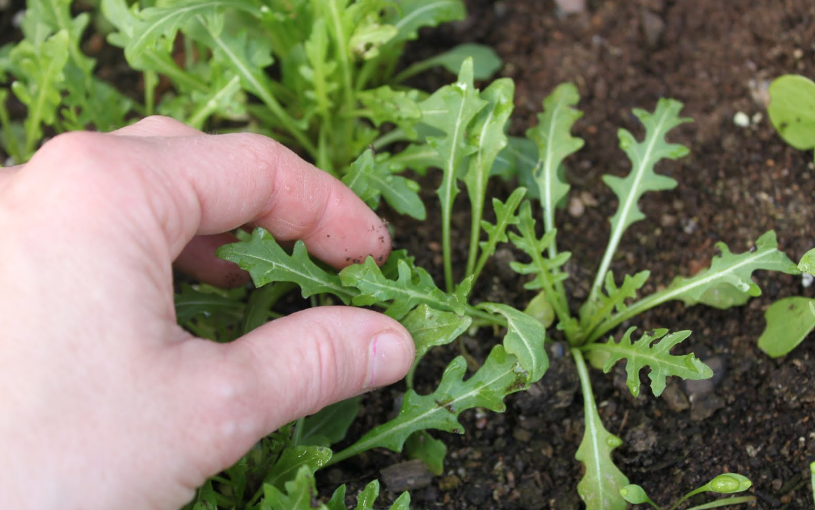 Многолетняя руккола — такая же вкусная, но более удобная в выращивании. особенности выращивания. фото