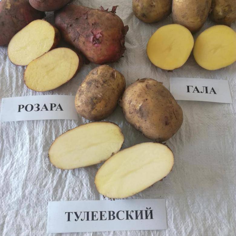 Картофель тулеевский: описание сорта, как сажать картофель, уход и отзывы
