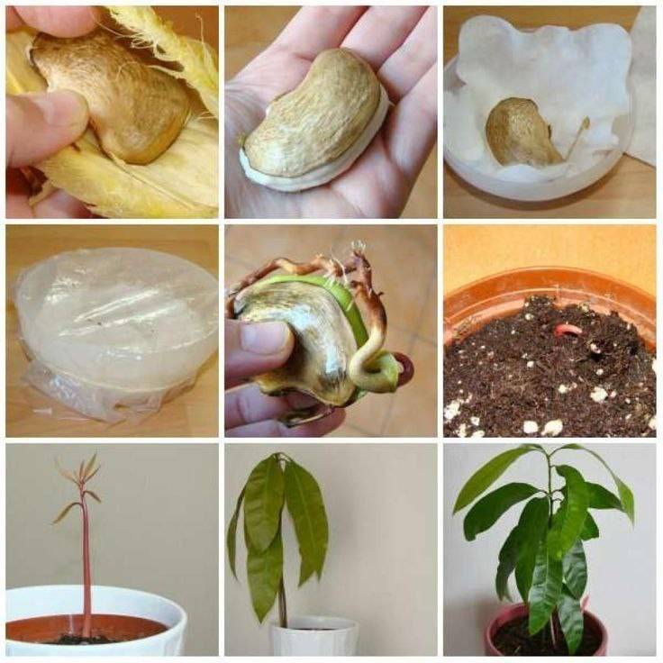 Как вырастить манго из косточки: пошаговая инструкция с фото | садоводство и огородничество