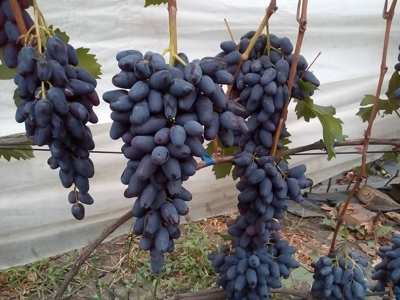 Виноград памяти негруля — вкусный, красивый, неприхотливый