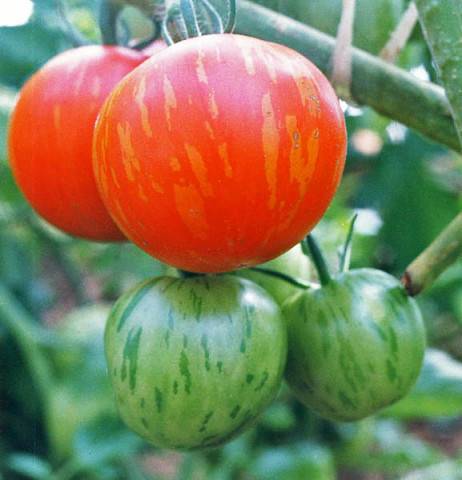 Особенности и главные отличительные характеристики сорта томатов сибирский тигр
