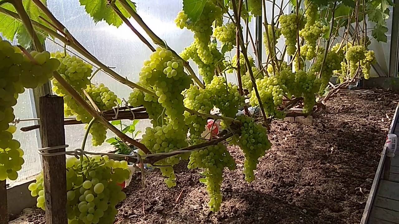 Все о выращивании винограда новичкам: советы от виноградаря-профи олены непомнящей