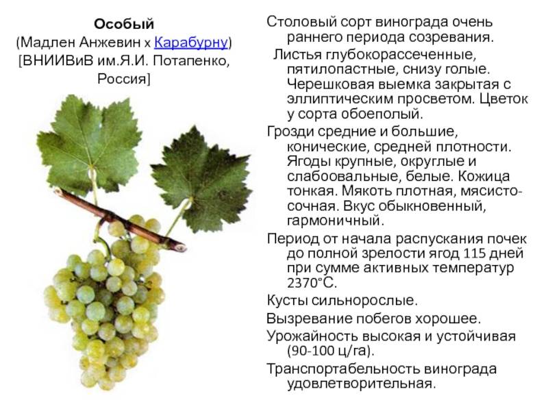 Виноград августин: отзывы, фото, описание сорта и особенности выращивания