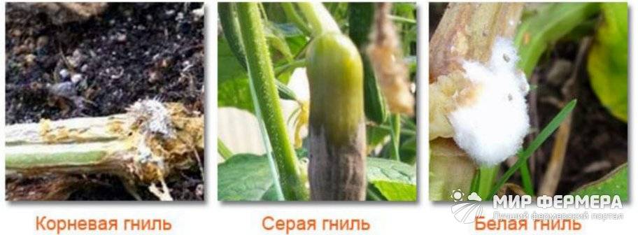 Особенности выращивания кабачков в теплице из поликарбоната
