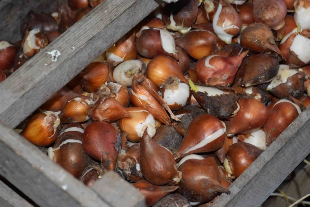 Как сохранить луковицы тюльпанов. как хранить луковицы тюльпанов зимой: этапы работ и условия