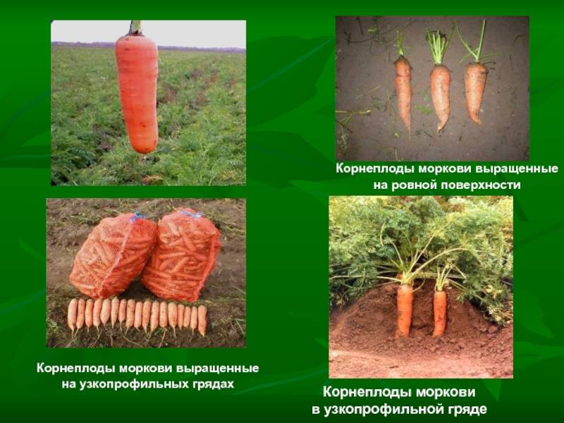 Морковь. основные секреты выращивания