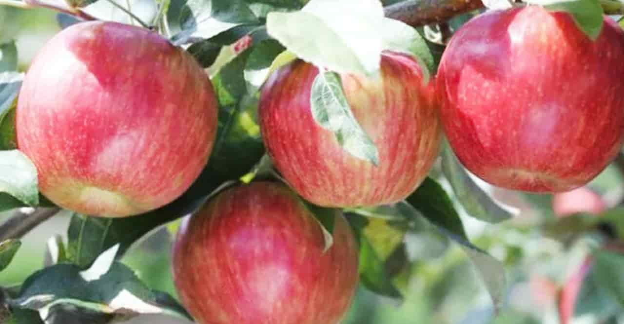 Описание сорта яблони антоновка золотая: фото яблок, важные характеристики, урожайность с дерева