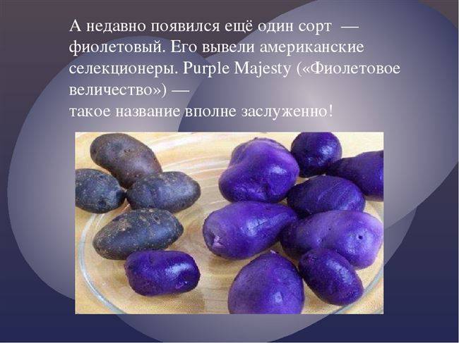 Картофель фиолетовый - калорийность, полезные свойства, польза и вред, описание
