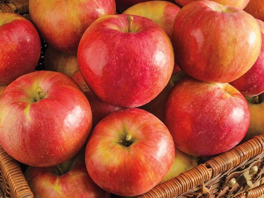 Яблоки гала: описание сорта, фото, разновидности, уход, отзывы