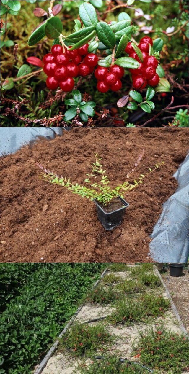 Выращивание брусники в саду на приусадебном и дачном участке посадка и уход в открытом грунте