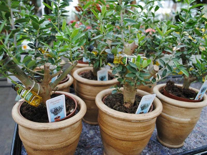 Оливковое дерево: уход в домашних условиях и правила содержания