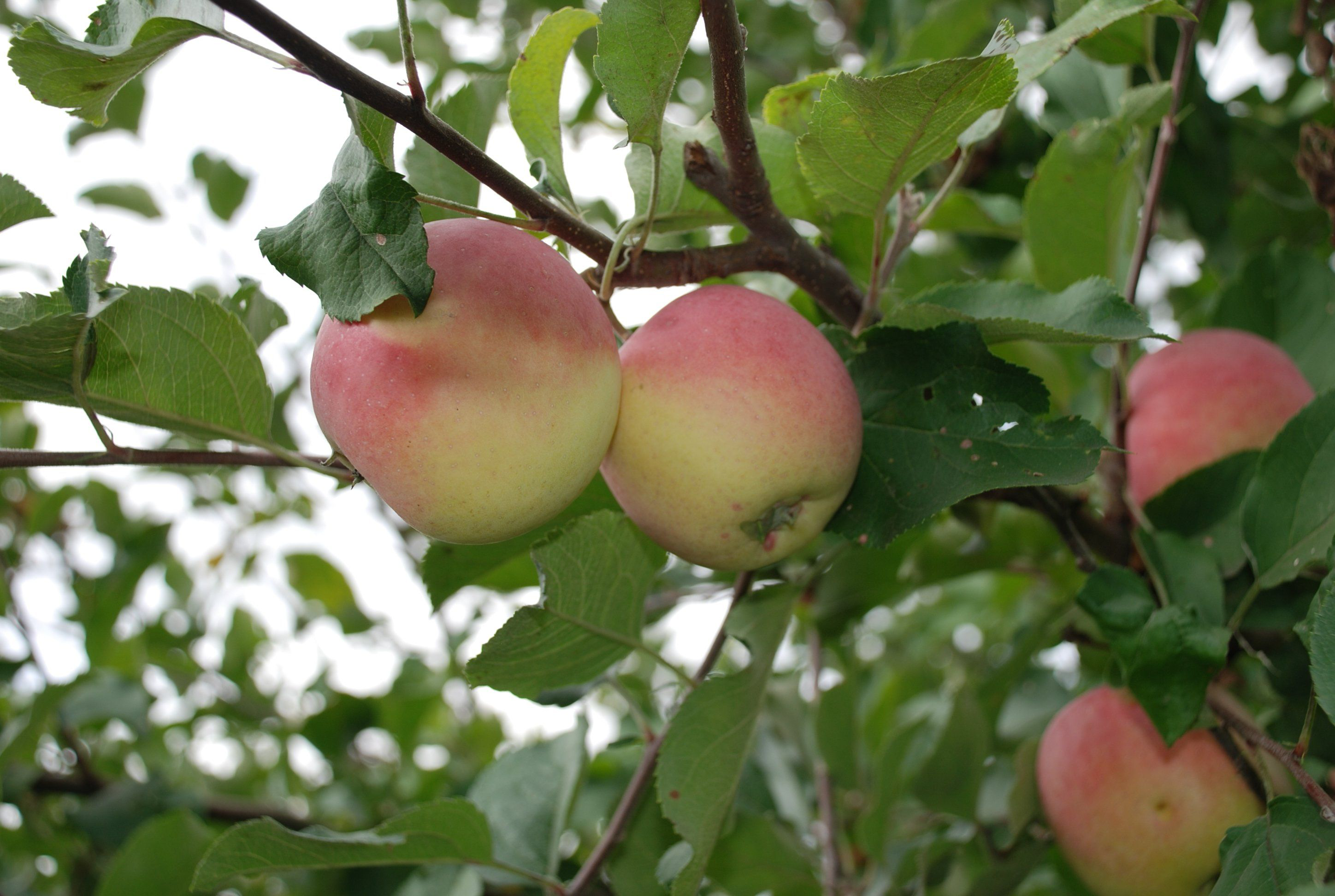 Описание сорта яблони мана: фото яблок, важные характеристики, урожайность с дерева