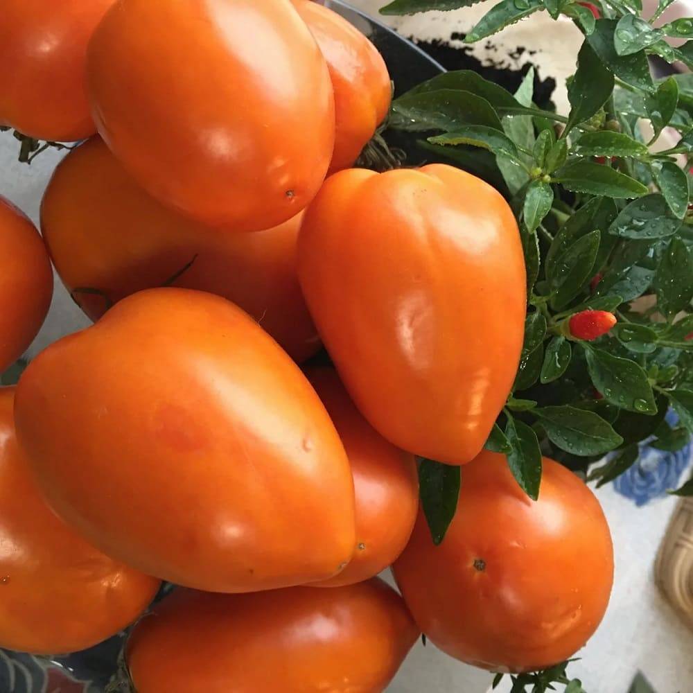 Сорт томатов с необычной окраской кожуры южный загар