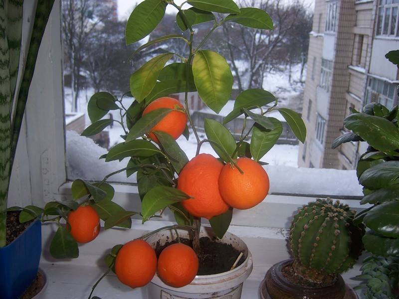 Как растут апельсины из косточки в домашних условиях