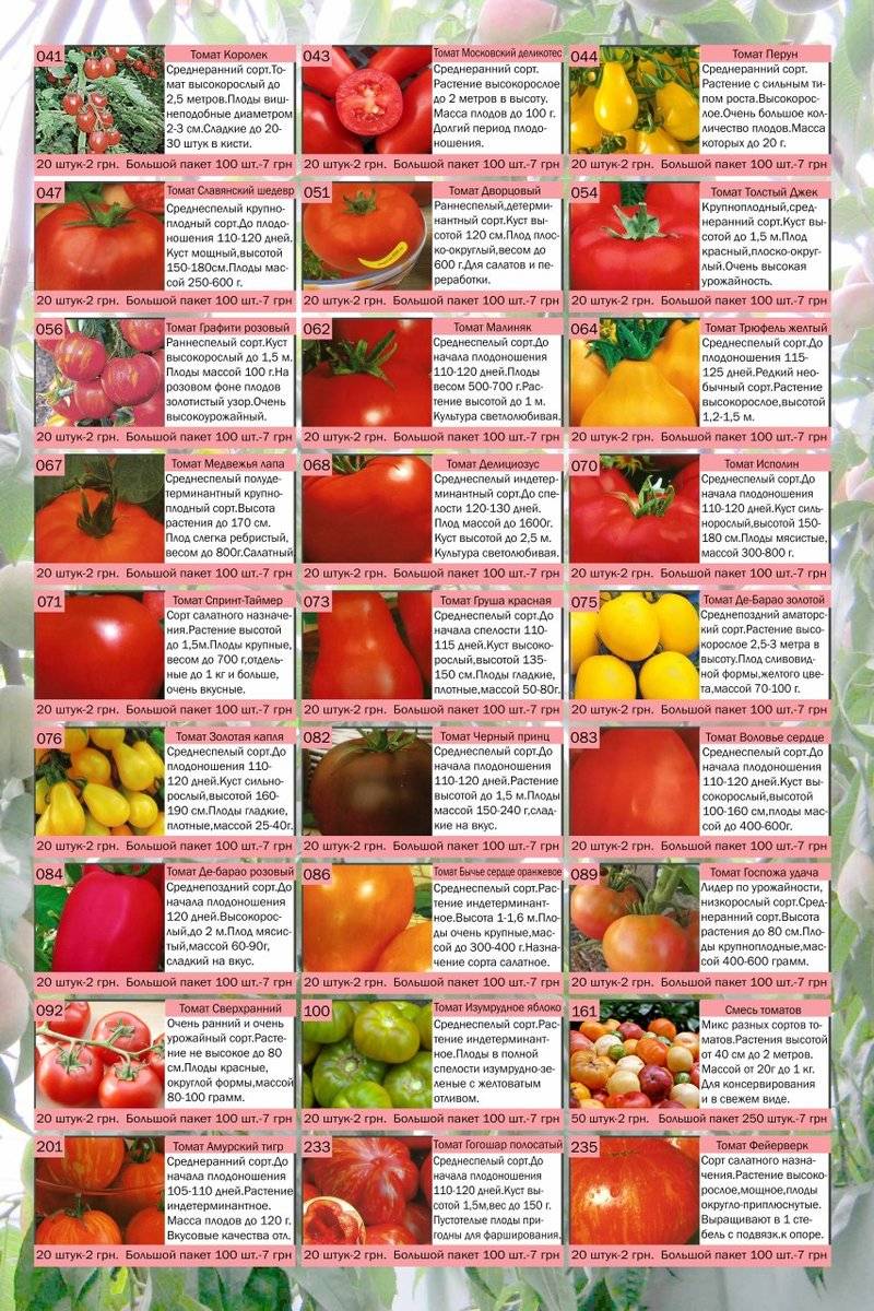 Топ-12 лучших сортов помидоров или томатов для посадки на даче в рейтинге zuzako