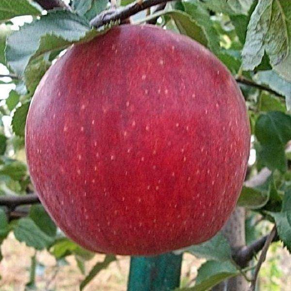 Описание сорта яблони джонатан: фото яблок, важные характеристики, урожайность с дерева