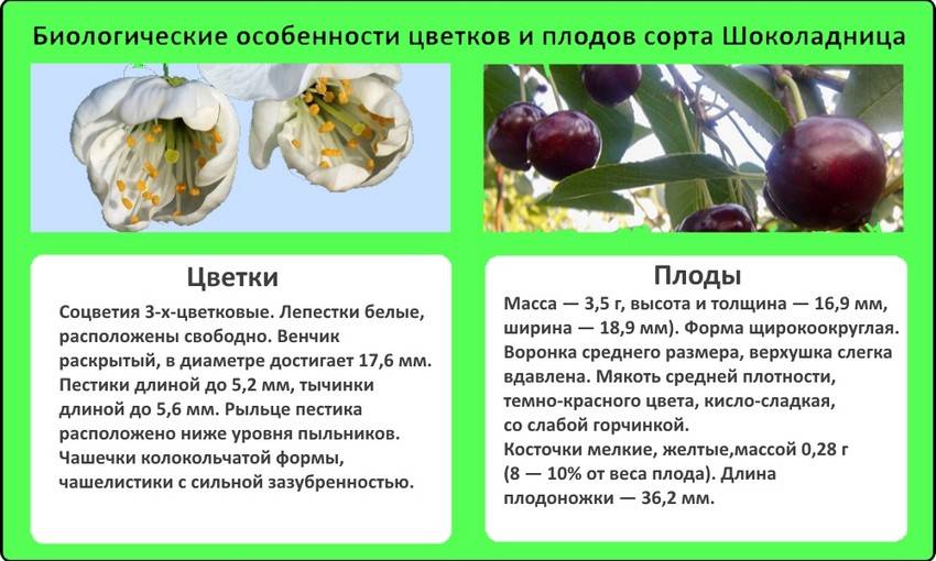 Вишня владимирская: описание популярного ягодного сорта, отзывы о выращивании, фото, урожайность, вкусовые качества